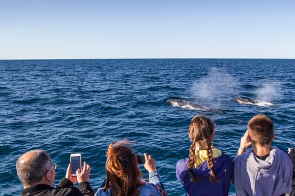 Whale-Watching